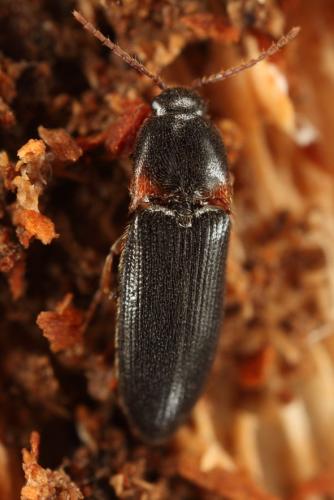 Ampedus erythrogonus